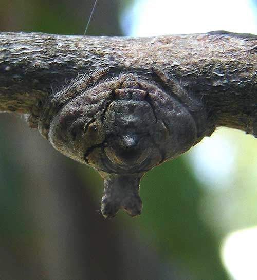 
 upside-down cow-pat spider