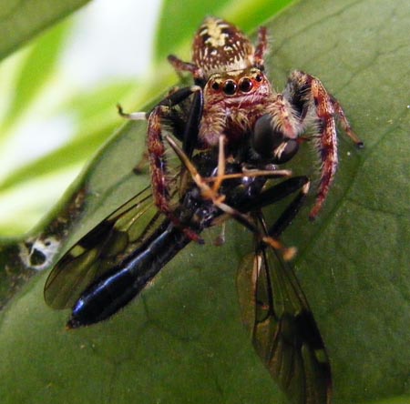 Opisthuncus eating a wasp
