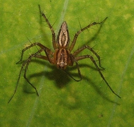 Male elegant lynx spider