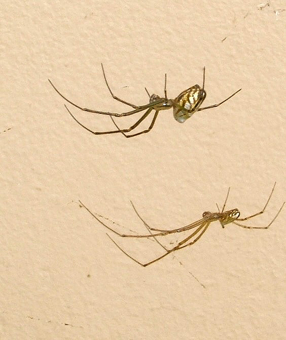 
 silver orb weaver male and female